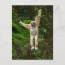 Suche nach gibbon postkarten Asiatinnen