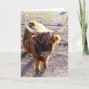 Suche nach bad hair day postkarten Stier