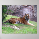 Suche nach bengalischer tiger poster Foto
