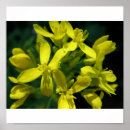 Suche nach salate poster Blume