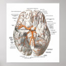 Suche nach brain poster Doctor