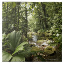 Suche nach regenwald fliesen Natur