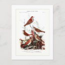 Suche nach drossel postkarten Vogel