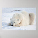 Suche nach arktischer bär poster Groß