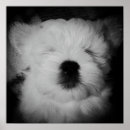Suche nach maltipoo poster Maltipos