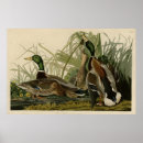 Suche nach stockenten poster Vögel