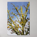 Suche nach flechte poster Baum