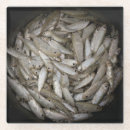Suche nach köder untersetzer Fisch