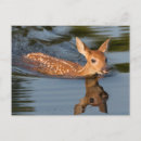 Suche nach minnesota postkarten Minnesota wildlife connection