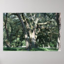 Suche nach oak tree poster Eiche