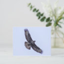 Suche nach bussard postkarten Für alle