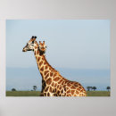 Suche nach baby giraffe poster Tiere