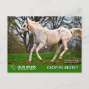 Suche nach rennpferde postkarten Pferderennen