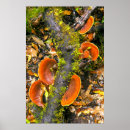 Suche nach fungi poster Fungus
