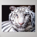 Suche nach weißer tiger poster Jede person
