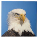 Suche nach eagle fliesen Tierwelt