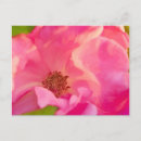 Suche nach abstrakte rose postkarten Blume
