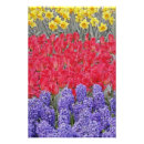 Suche nach hyazinthen poster Holland