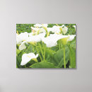 Suche nach calla leinwandbilder Natur