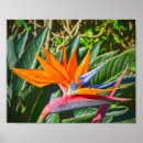 Suche nach regina poster Blume