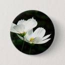 Suche nach weiße gänseblümchen buttons Natur