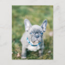 Suche nach französische bulldoggen postkarten Franchise