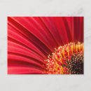 Suche nach roter gerbera postkarten Rotkehlchen