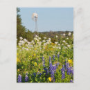 Suche nach texas wildblumen postkarten Blau