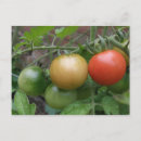 Suche nach orange frucht postkarten Grün