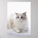 Suche nach ragdoll katzen poster Katzenliebhaber
