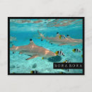 Suche nach haifisch postkarten Für alle