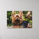 Suche nach yorkie leinwandbilder Haustiere