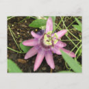 Suche nach passionsblume postkarten Tropisch