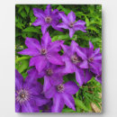 Suche nach natur fotoplatten Lila