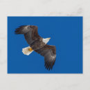 Suche nach blaue flügel postkarten Fliegen