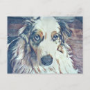 Suche nach australian shepherd postkarten Australschäfer