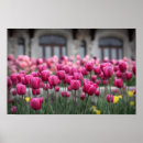 Suche nach tulips poster Rosa