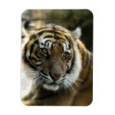 Suche nach bengalische katze magnete Jede person
