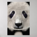 Suche nach niedlicher panda poster Für alle