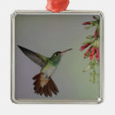 Suche nach south america ornamente Blume