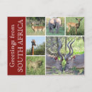 Suche nach südafrikanisch postkarten Löwe