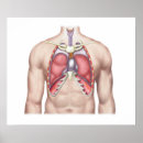 Suche nach menschliche lungen poster Biologie