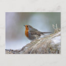 Suche nach europäische rotkehlchen postkarten Natur