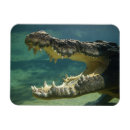 Suche nach krokodil magnete Tiere