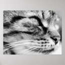 Suche nach lustige gesichter poster Kätzchen
