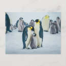 Suche nach pinguin vogel