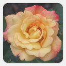 Suche nach hybrid aufkleber Rose