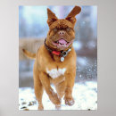Suche nach mastiffs poster Für alle