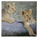 Suche nach mara fliesen Panthera leo