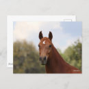 Suche nach oldenburg postkarten Kopfschuss